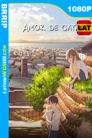 Amor de gata (2020) Latino HD BRRIP 1080P ()