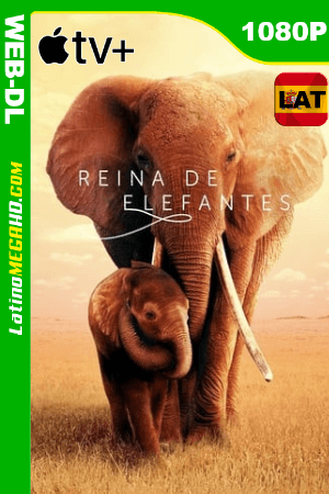 Reina de Elefantes (2019) Latino HD WEB-DL 1080P ()